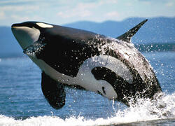 Avisaje de ballenas Puerto Madryn - Peninsula Valdes